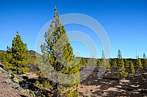 Forest In Teide National Park Tenerife