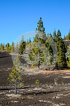 Forest In Teide National Park Tenerife