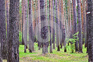 Forest texture. Tightly growing trees in the forest.  Young pines grow in even rows in a forest glade.