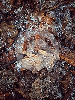 Forest textures. Snow on fall leaves. Vinter forest scene background. Woodland brown leaves