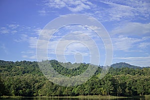 Forest in Thailand