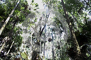 Forest in Thailand Big tall trees