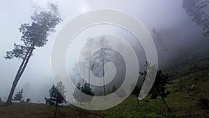 Forest with thick fog, Bumijawa, Tegal, Central Java, Indonesia