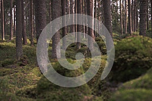 Forest thicket during the day. Pine and spruce trunks. Selective focus