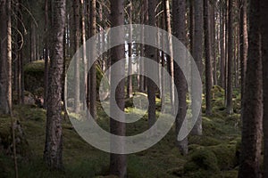 Forest thicket during the day. Pine and spruce trunks. Selective focus.