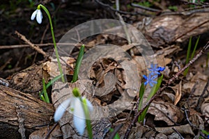 Forest thickets bottom, blue alpine squill bloom, fallen tree log, trunk and twigs, fallen leaves, seasonal pagan nature awakening