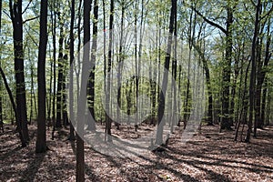 forest of thin trees, dry leaves on the ground, dense forest, small leaves on the trees