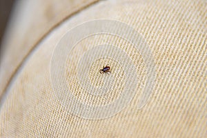 forest tick blood-sucking dangerous parasite- diseases: tick-borne encephalitis and babesiosis or Lyme disease