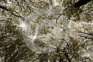 Forest tissue - treetops abstract view in sephia