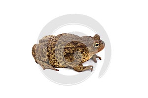 Forest toad. Green frog