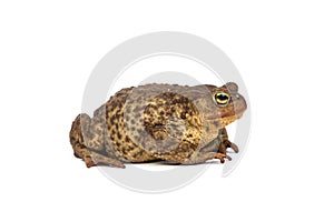 Forest toad. Green frog