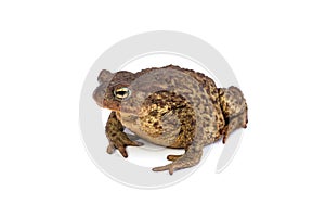 Forest toad. Green frog