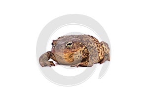 Forest toad. Green frog