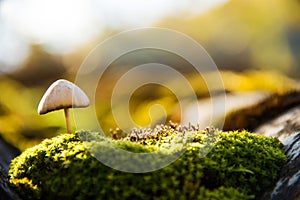 Forest toadstool