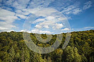 Forest top of trees green foliage horizon landscape background spring time scenic view aerial photography wallpaper pattern empty