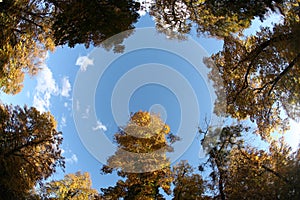 Forest top view from below