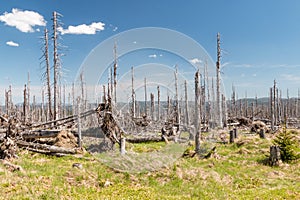 Forest after tornado
