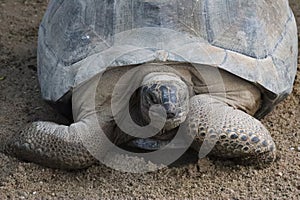 Forest tortoise in the enclosure of the elephants of Ouwehands Zoo in Rhenen