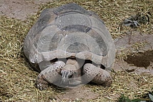 Forest tortoise in the enclosure of the elephants of Ouwehands Zoo in Rhenen