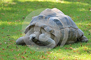 Forest tortoise in the enclosure of the elephants of Ouwehands Zoo in Rhenen