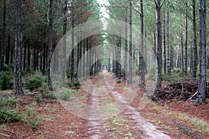 Forest Track