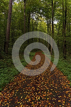 Forest track with colorful leaves