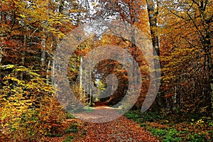 Road through golden forest at sunny day, fall season nature