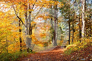 Forest track inmidst autumnal colorful leaves, german landscape