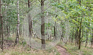 Forest Track In A Mixed Forest In Summer