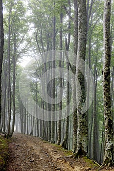 Forest track near Roncesvalles photo