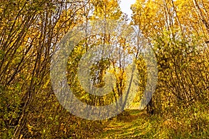 Forest Trail in Autumn