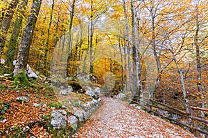 Forest trail Autumn colors lane