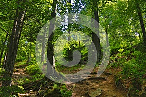 Forest trail in Beskid Slaski, Poland