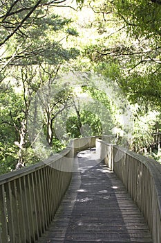 Forest trail with a bridge