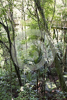 Forest trail with a bridge