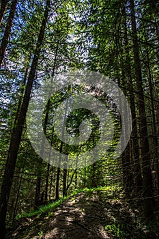 Forest trail in the coniferous forest in summer