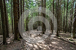 Forest trail in the coniferous forest in summer