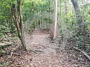 Forest trail . Corcovado National park