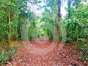 Forest trail . Corcovado National park