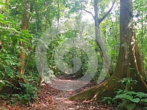 Forest trail . Corcovado National park