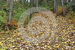 A Forest Trail Covered with Yellow and Brown Fallen Leaves in Wisconsin