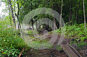 Forest Trail Crossing Stream at Jay Cooke photo