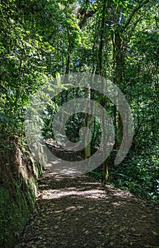Forest Trail at Curi-Cancha Reserve in Monteverde Costa Rica photo