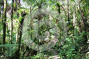 A forest trail, El Yunque photo