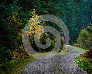 Forest Trail Gravel Road