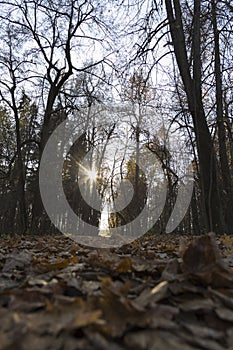 Forest trail with green and dry yellow autumn leaves and sun beams rays of light shining through trees branches falling on ground