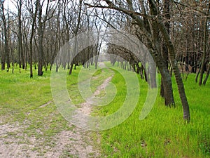 Forest trail among green grass and tall trees