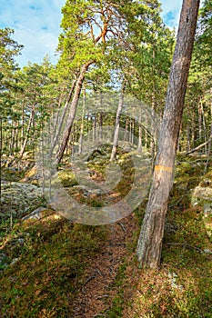 Forest trail marked with orange band around tree