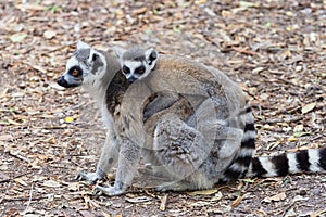 On a forest trail a mother Ring Tailed Lemur carries her baby