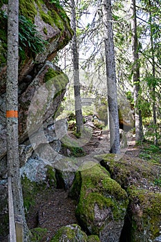forest trail with orange markings on tree trunks